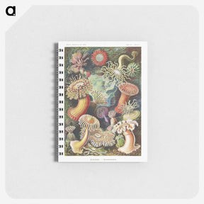 1-7_Ernst-Haeckel_memo