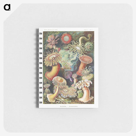 1-7_Ernst-Haeckel_memo