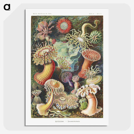1-7_Ernst-Haeckel_picture-crop