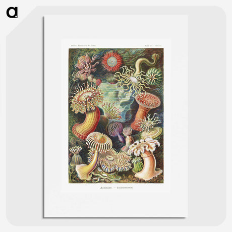 1-7_Ernst-Haeckel_picture