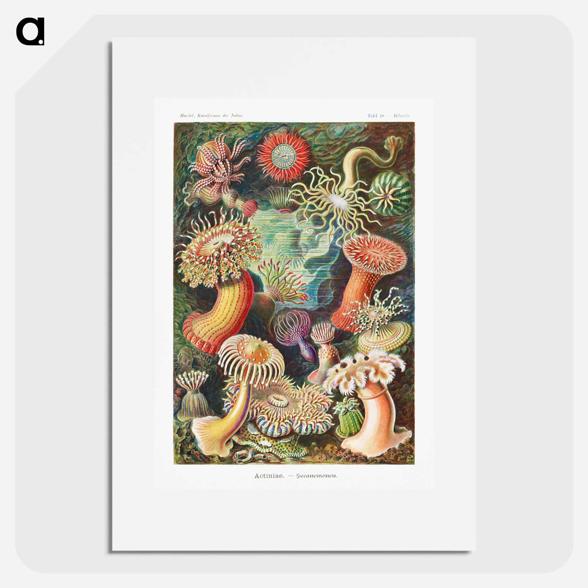 Actiniae–Seeanemonen - エルンスト ヘッケル Poster.