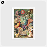 アートポストカード-Actiniae–Seeanemonen - エルンスト ヘッケル Postcard.