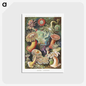 1-7_Ernst-Haeckel_postcard