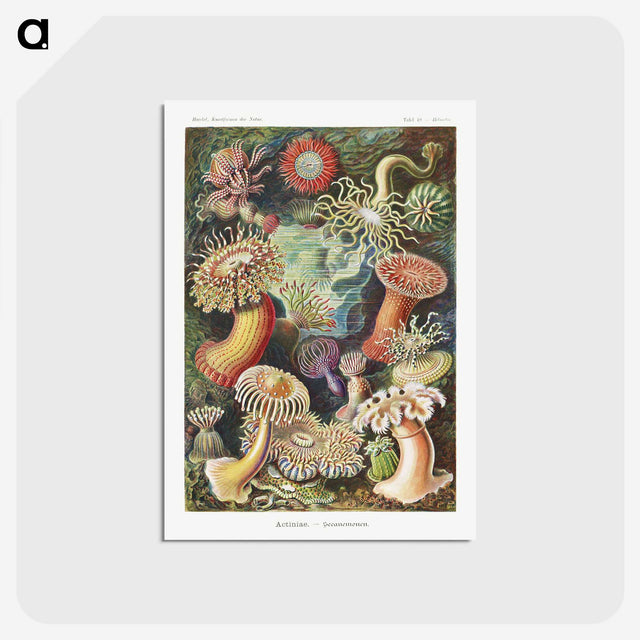 1-7_Ernst-Haeckel_postcard