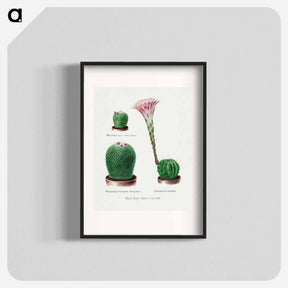 アートポスター-Rainbow Cactus and Easter Lily
 - サボテン科 Poster.