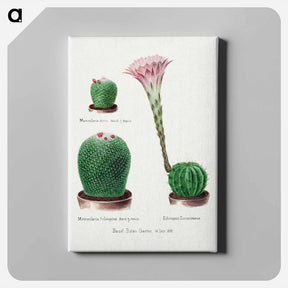 アートパネル-Rainbow Cactus and Easter Lily
 - サボテン科 Canvas.