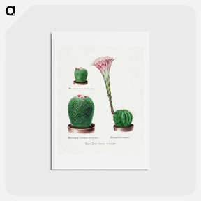 アートポストカード-Rainbow Cactus and Easter Lily
 - サボテン科 Postcard.