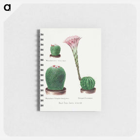 アートメモ帳-Rainbow Cactus and Easter Lily
 - サボテン科 Memo.