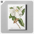 1-7_Georg-Dionysius-Ehret_canvas