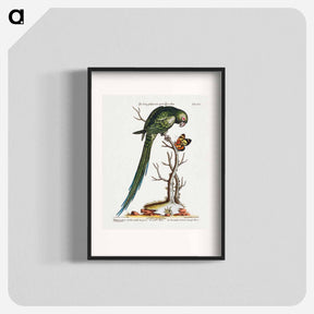 アートポスター-Psittacus Minor Viridis Cauda longiore Occidentalis
 - ジョージ エドワーズ Poster.