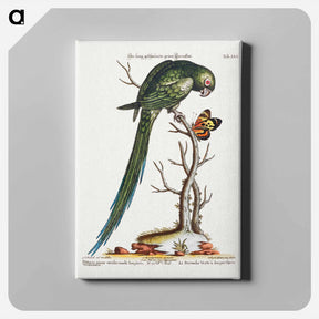 アートパネル-Psittacus Minor Viridis Cauda longiore Occidentalis
 - ジョージ エドワーズ Canvas.