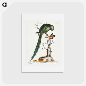 アートポストカード-Psittacus Minor Viridis Cauda longiore Occidentalis
 - ジョージ エドワーズ Postcard.