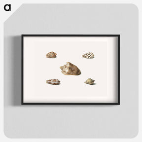 アートポスター-Five Shells
 - ジョージアス ヤコブス ヨハネス ファン オス Poster.