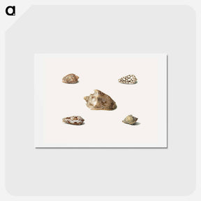 アートポストカード-Five Shells
 - ジョージアス ヤコブス ヨハネス ファン オス Postcard.