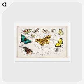 アートポストカード-Butterflies from Animated Nature
 - ゴールドスミスの生き生きとした自然 Postcard.