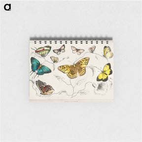アートメモ帳-Butterflies from Animated Nature
 - ゴールドスミスの生き生きとした自然 Memo.