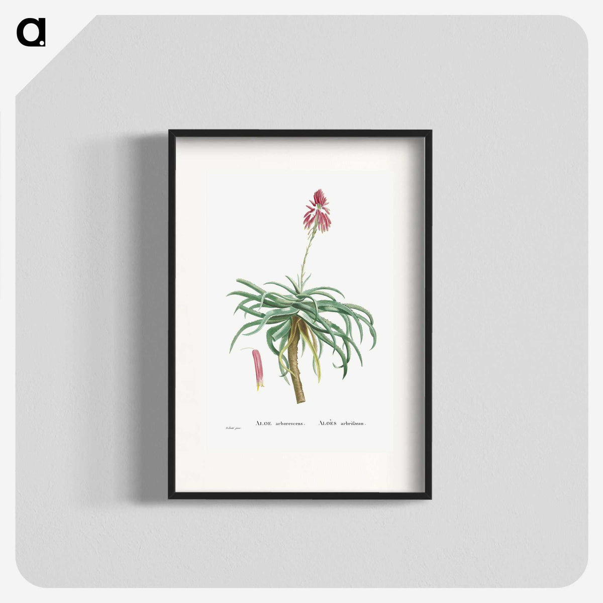 1-7_Histoire-des-Plantes-Grasses_blk