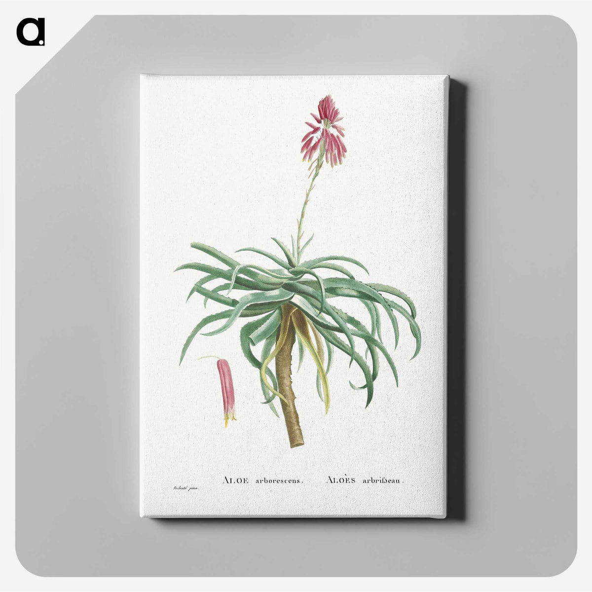 1-7_Histoire-des-Plantes-Grasses_canvas
