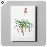 1-7_Histoire-des-Plantes-Grasses_canvas
