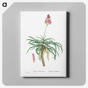 1-7_Histoire-des-Plantes-Grasses_canvas