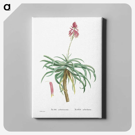 1-7_Histoire-des-Plantes-Grasses_canvas