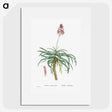 1-7_Histoire-des-Plantes-Grasses_picture