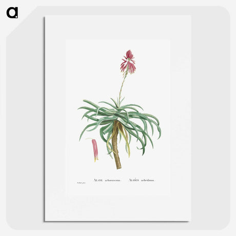 1-7_Histoire-des-Plantes-Grasses_picture
