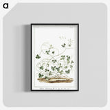 1-7_Hortus-Romanus-Botanical-Plates_blk-crop