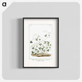 1-7_Hortus-Romanus-Botanical-Plates_blk