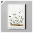 1-7_Hortus-Romanus-Botanical-Plates_canvas