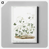 1-7_Hortus-Romanus-Botanical-Plates_canvas