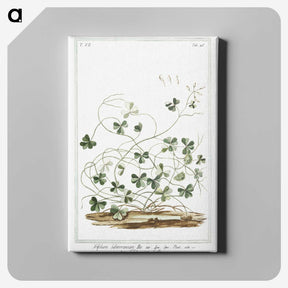 1-7_Hortus-Romanus-Botanical-Plates_canvas