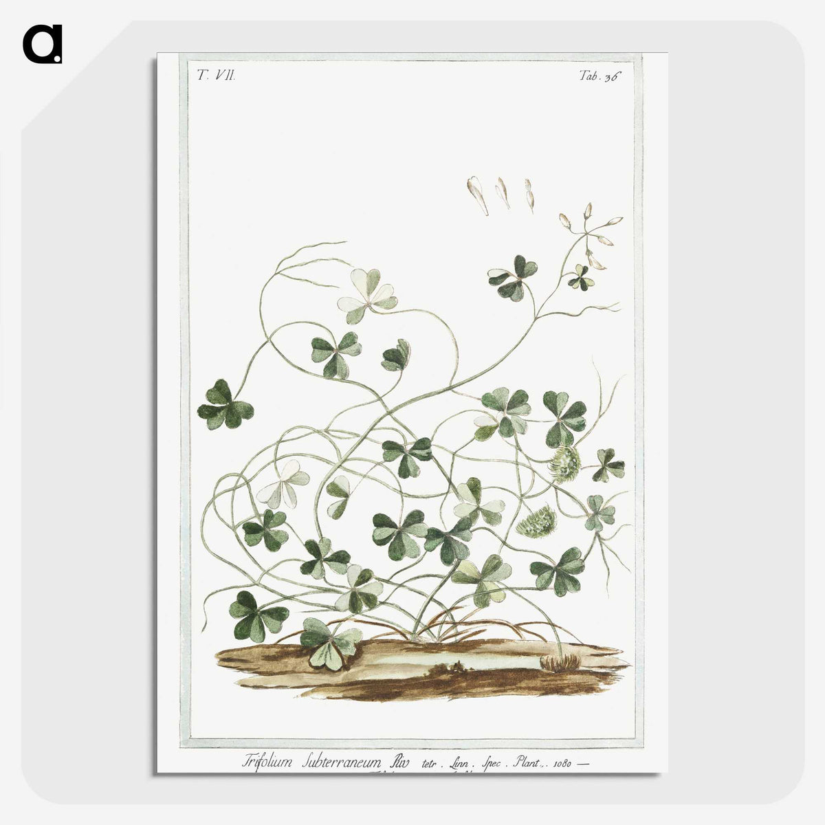 1-7_Hortus-Romanus-Botanical-Plates_picture-crop