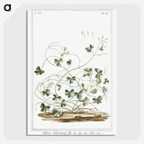 1-7_Hortus-Romanus-Botanical-Plates_picture-crop