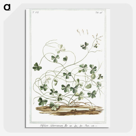 1-7_Hortus-Romanus-Botanical-Plates_picture-crop