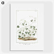 1-7_Hortus-Romanus-Botanical-Plates_picture