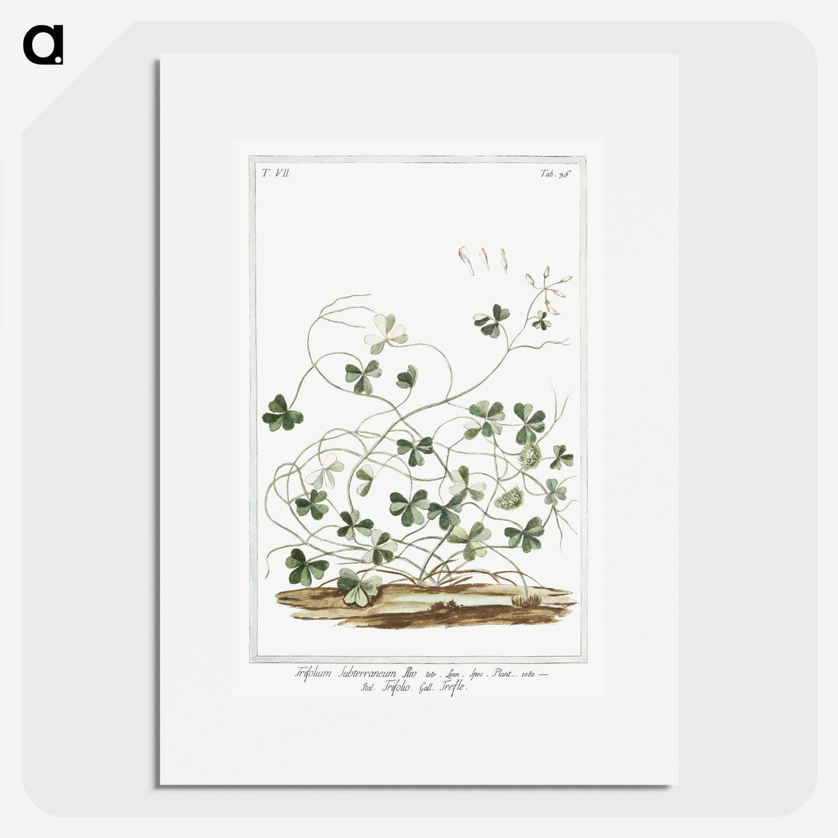 1-7_Hortus-Romanus-Botanical-Plates_picture