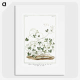 1-7_Hortus-Romanus-Botanical-Plates_picture
