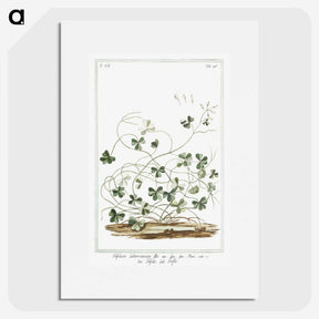 1-7_Hortus-Romanus-Botanical-Plates_picture