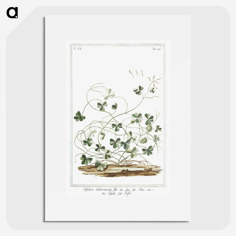 1-7_Hortus-Romanus-Botanical-Plates_picture