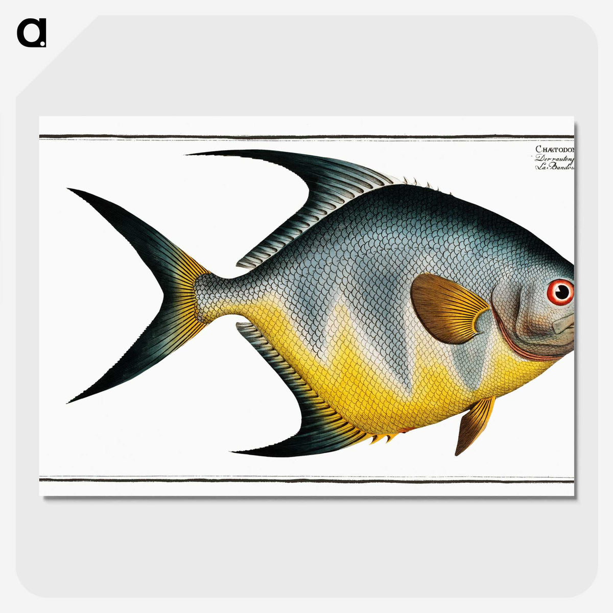 1-7_Ichtyologie-ou-Histoire-naturelle_picture-crop