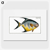 1-7_Ichtyologie-ou-Histoire-naturelle_picture