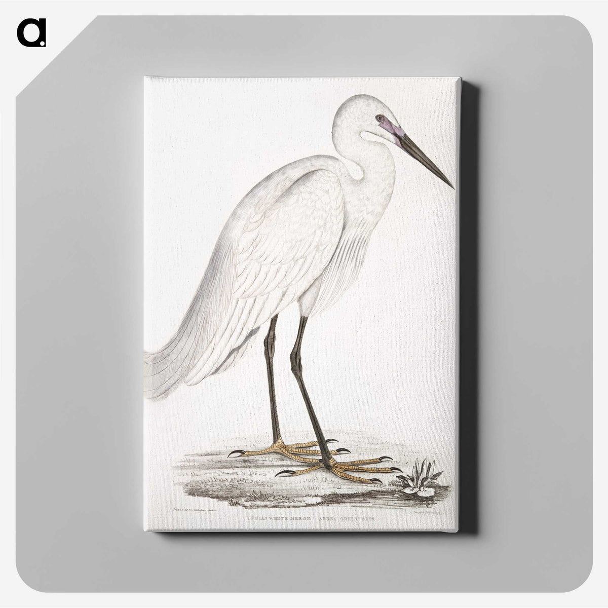 1-7_Indian-Zoology_canvas