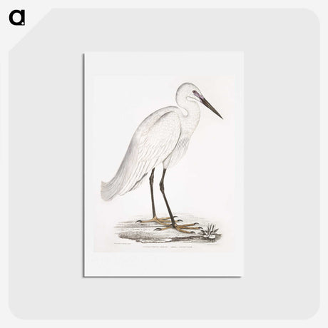1-7_Indian-Zoology_hagaki