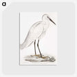 1-7_Indian-Zoology_postcard