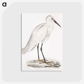1-7_Indian-Zoology_postcard