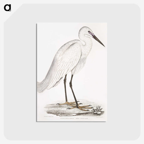 1-7_Indian-Zoology_postcard