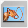1-7_Insects-Unlocked-Project_canvas