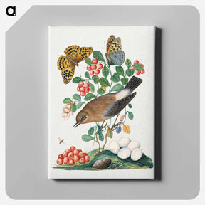 アートパネル-Northern Wheatear, Cowberry, and Insects
 - ジェームズ ボルトン Canvas.