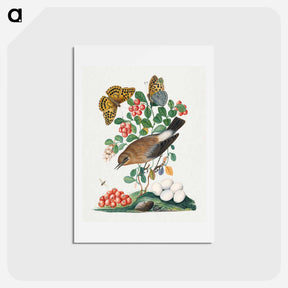 アートポストカード-Northern Wheatear, Cowberry, and Insects
 - ジェームズ ボルトン Postcard.